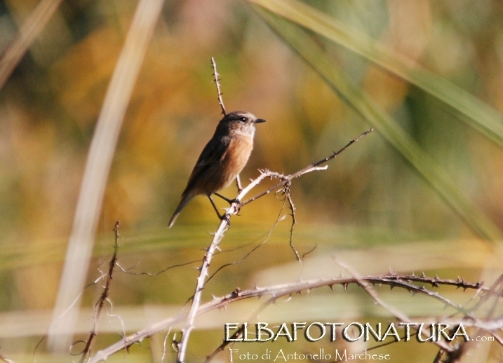 Saltimpalo, femmina o giovane maschio (Saxicola rubicola)